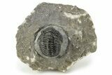 Detailed Gerastos Trilobite Fossil - Morocco #226631-3